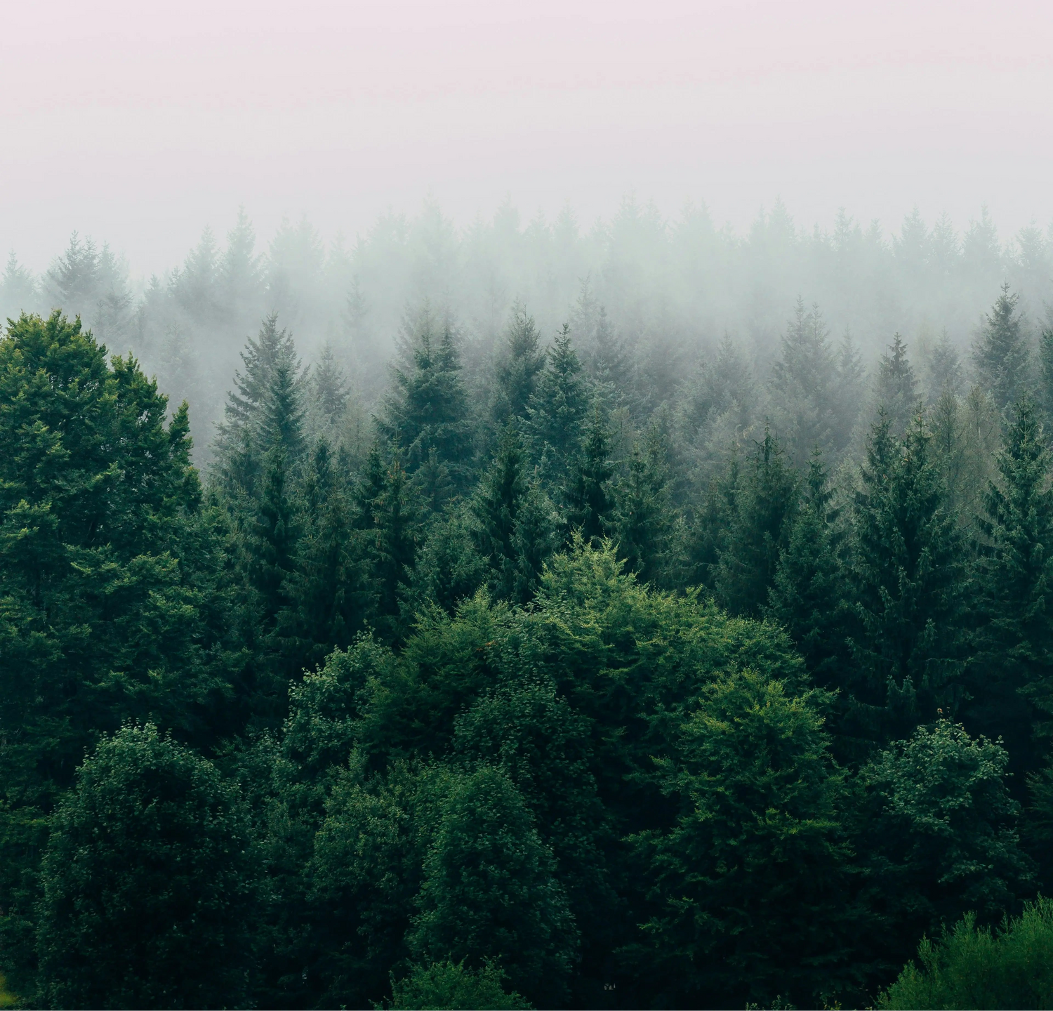 Photographie d'une fôret
