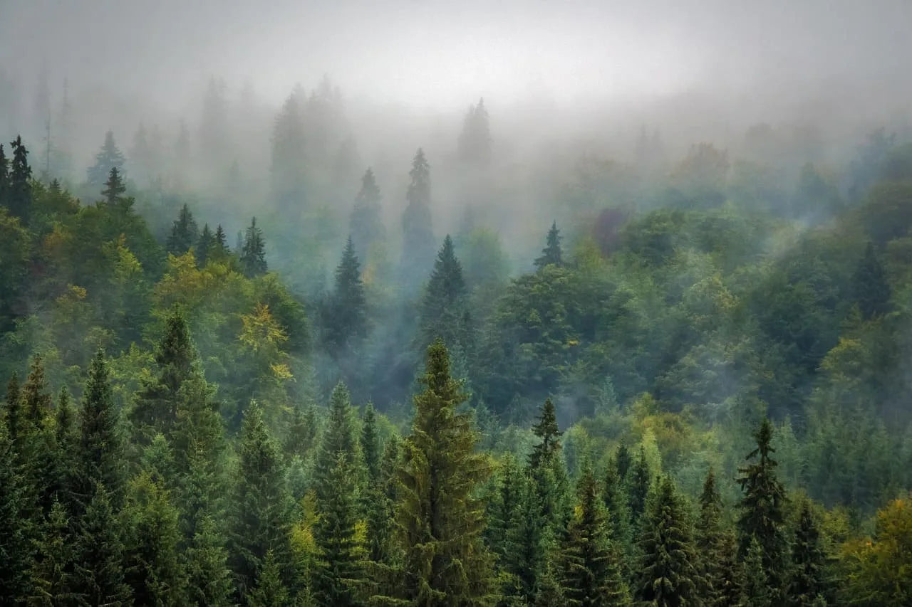 Photographie d'une forêt