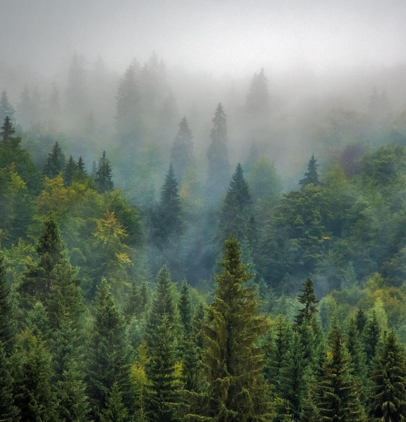 La photographie d'une fôret